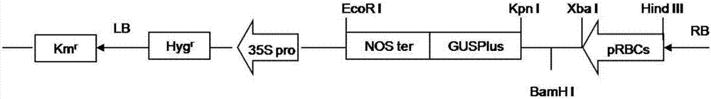 Photoinduced promoter gene and application thereof