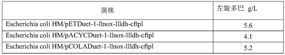 A kind of engineering bacteria and its application in the production of levodopa