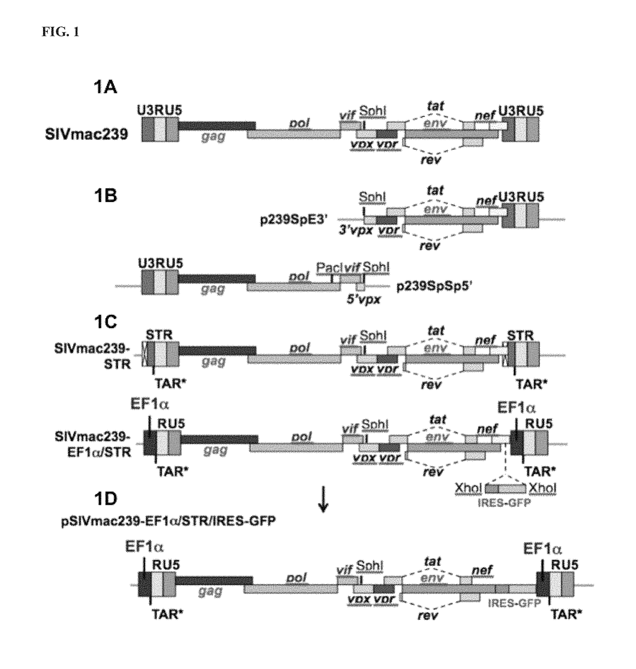 Involucrin-driven retroviral expression cassettes encoding human immunodeficiency virus envelope glycoproteins