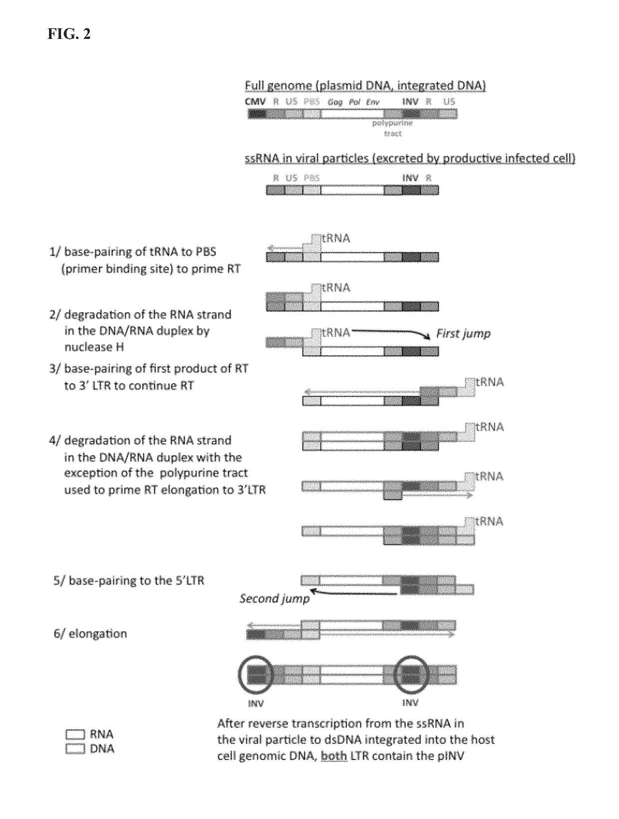 Involucrin-driven retroviral expression cassettes encoding human immunodeficiency virus envelope glycoproteins