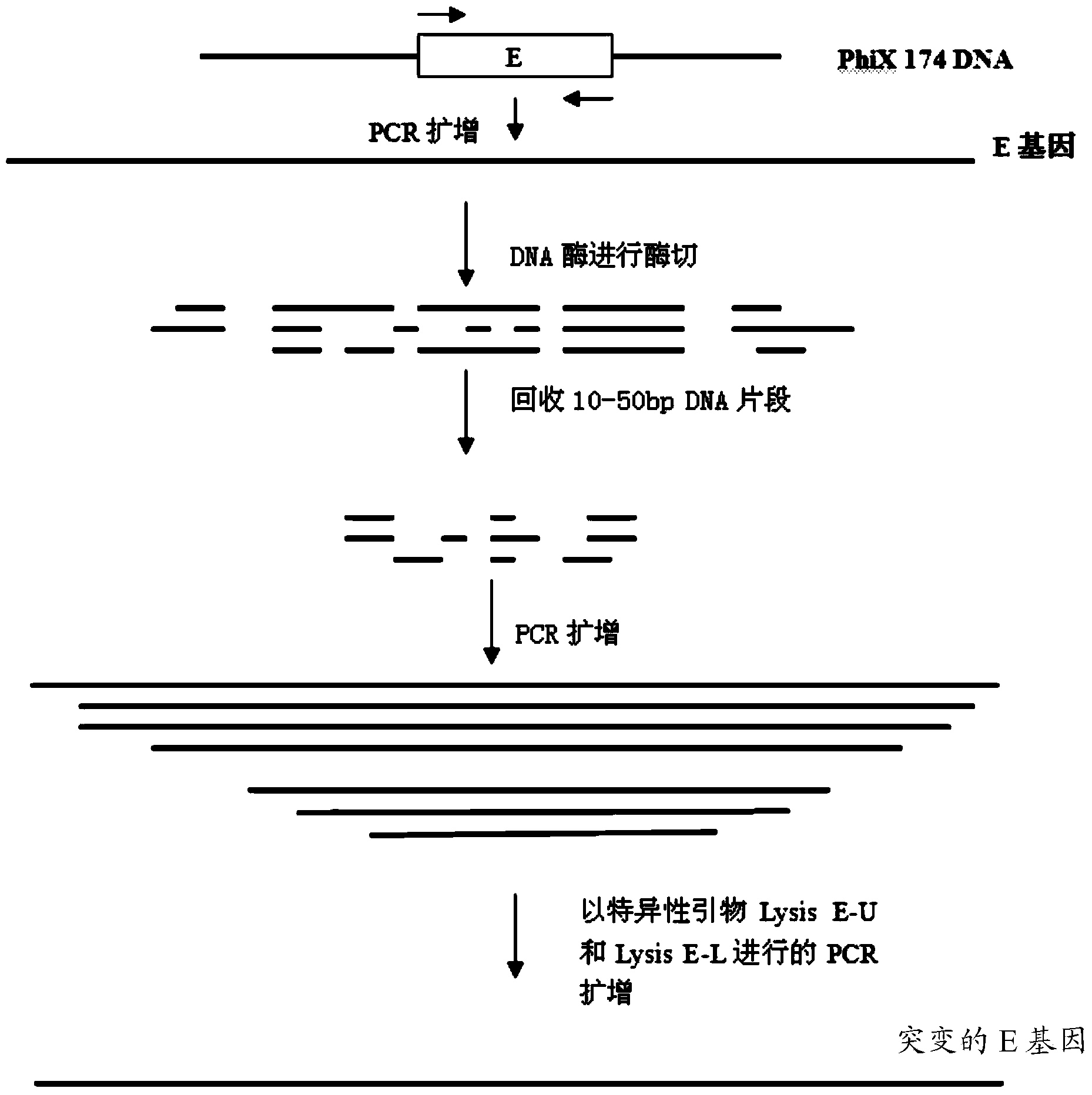 Method for preparing bacterial ghost vaccine of haemophilus parasuis as well as product and application thereof