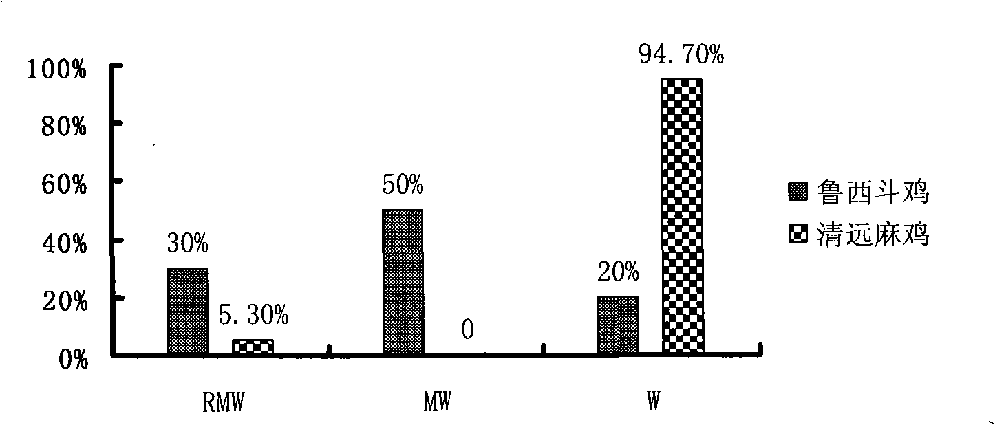 Rapid quantitative analysis method for animals skeletal muscle fiber