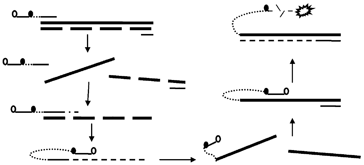 LSP (linear scorpion primer) and Kit for detecting human BRCA1 (breast cancer susceptibility gene 1) mutations