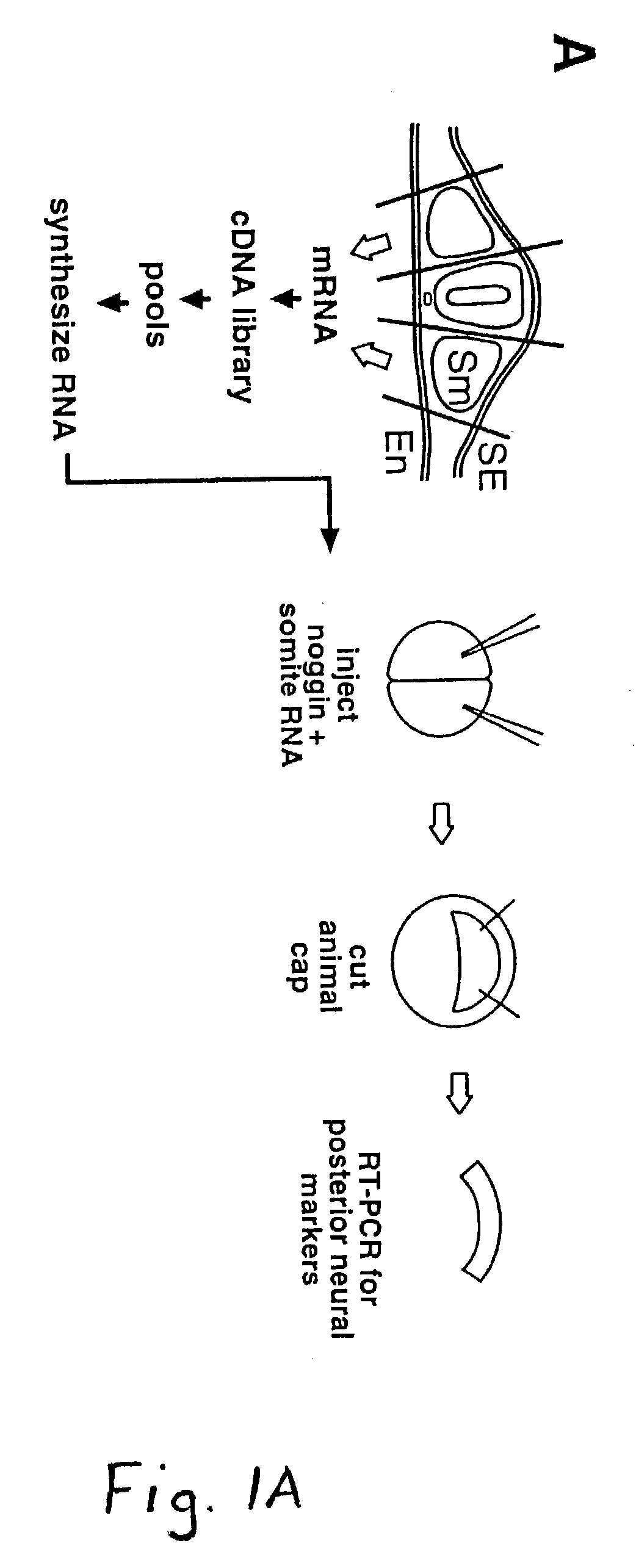 Wise/Sost nucleic acid sequences and amino acid sequences