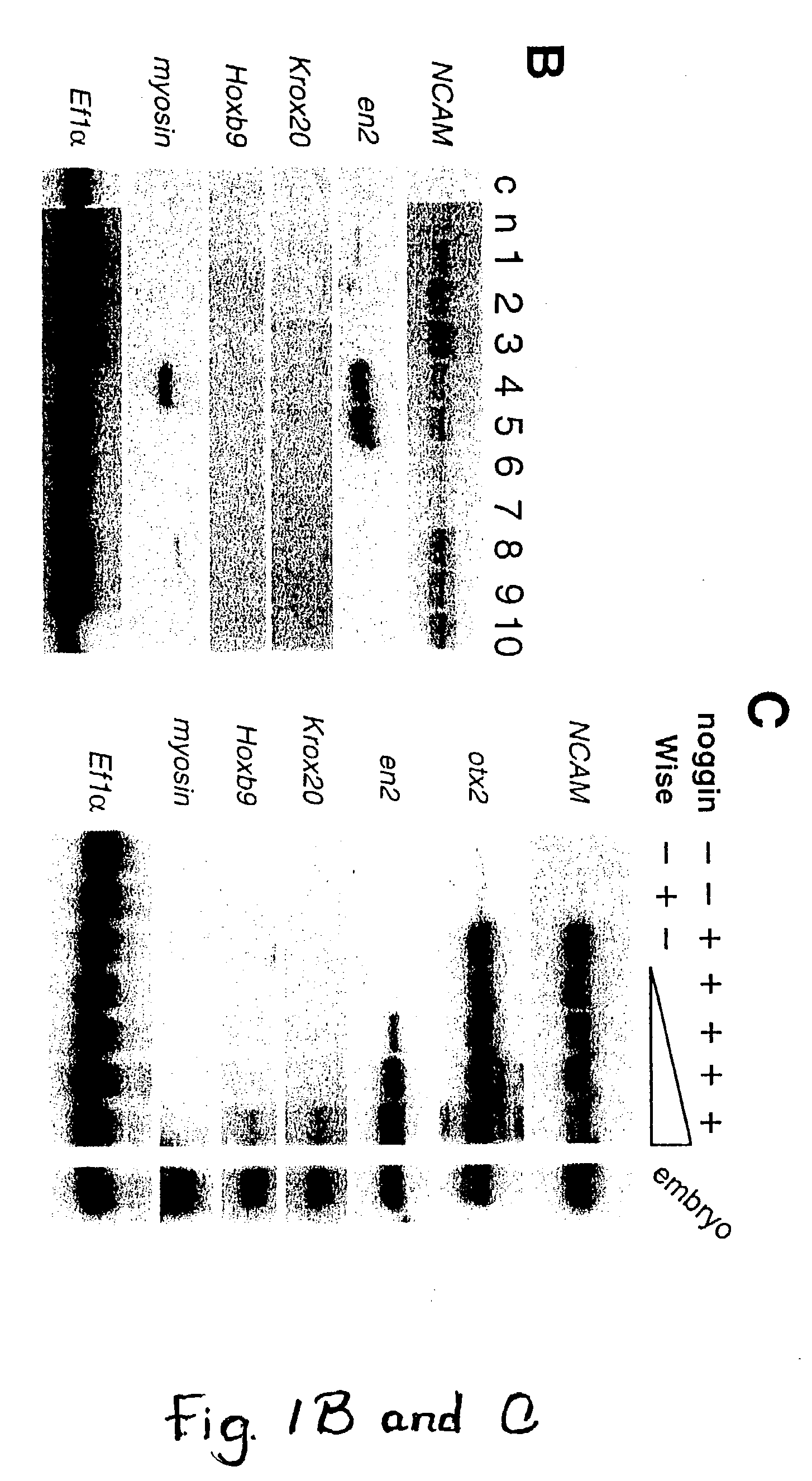 Wise/Sost nucleic acid sequences and amino acid sequences