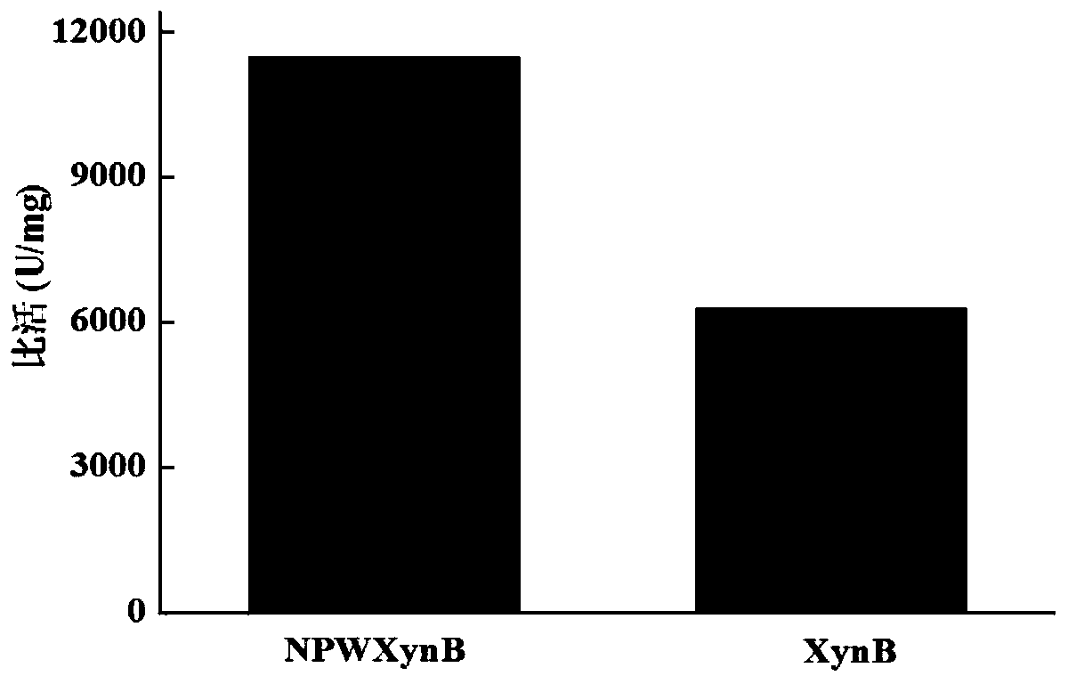 A kind of high specific activity endoxylanase npwxynb and its gene and application