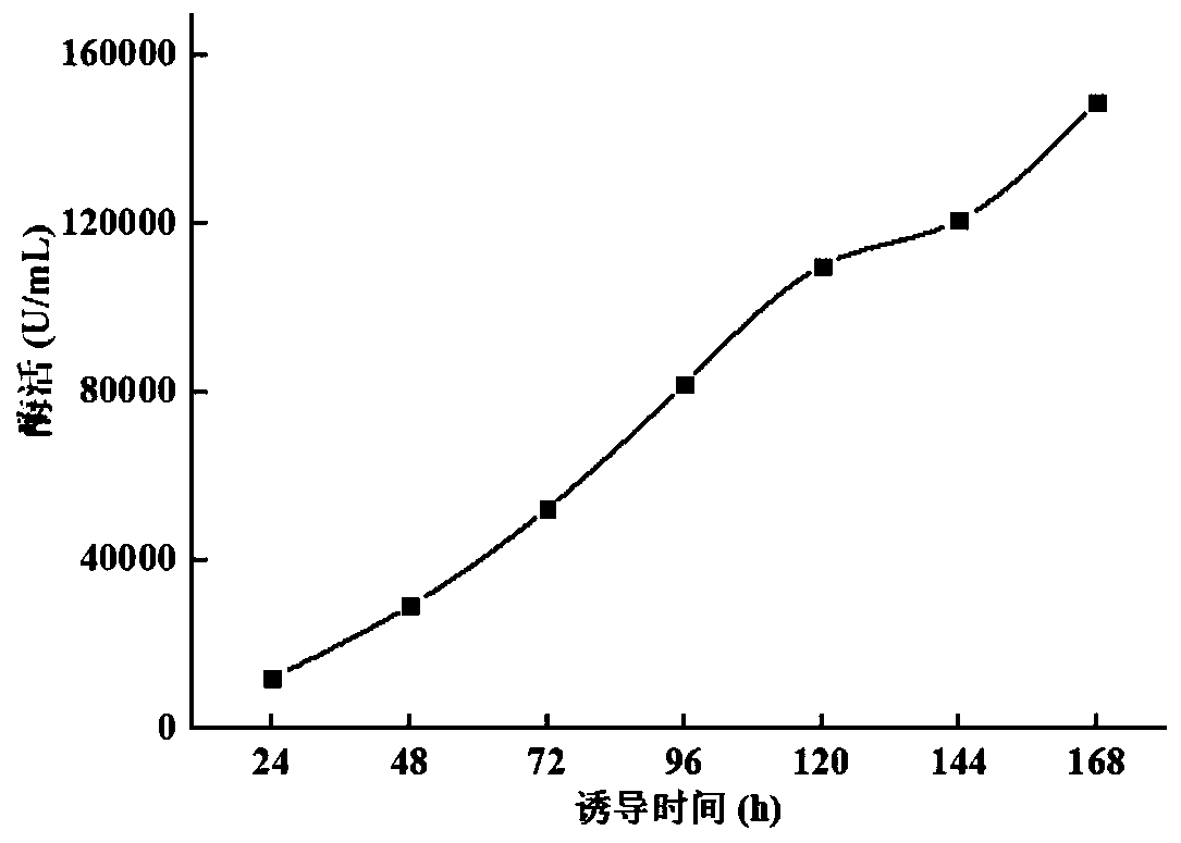 A kind of high specific activity endoxylanase npwxynb and its gene and application