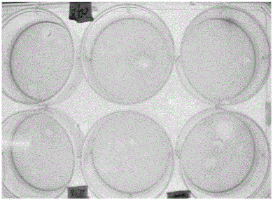 Sheep aphthous virus virulence gene vir deletion mutant strain and preparation method and application thereof