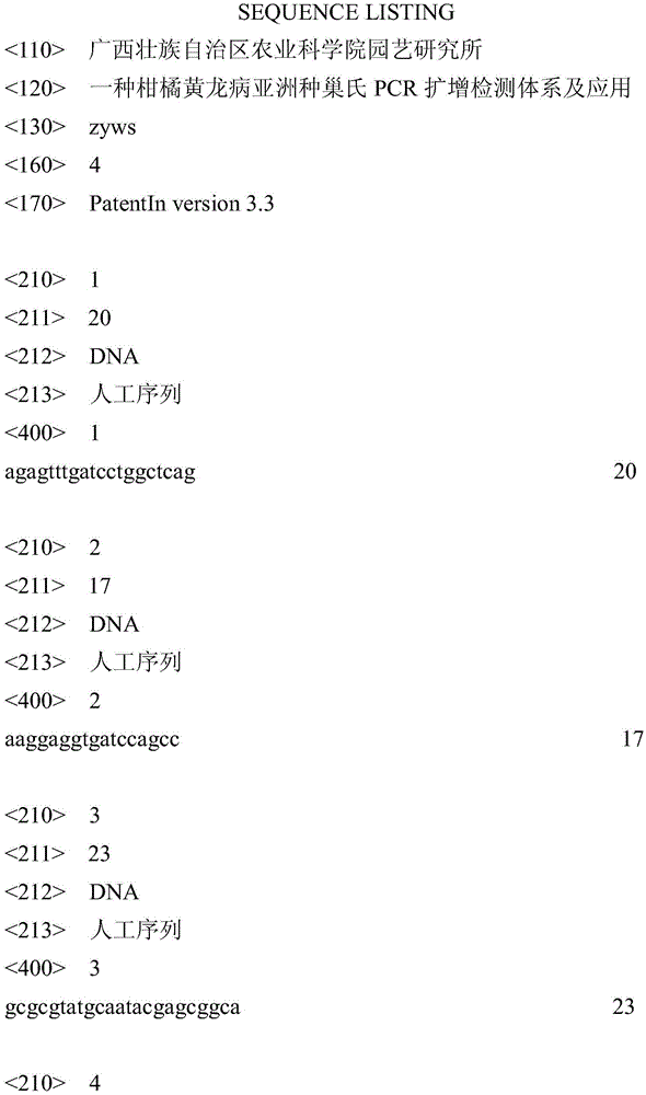 A PCR amplification detection system and application of citrus huanglongbing asiatic species