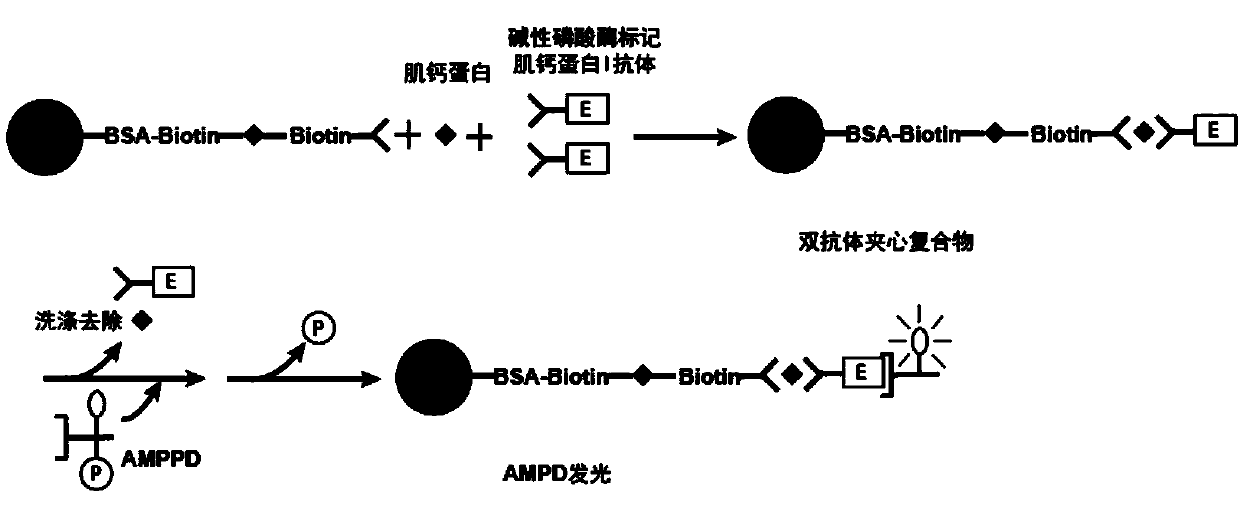 A troponin I monoclonal antibody magnetic particle and its preparation method and detection kit