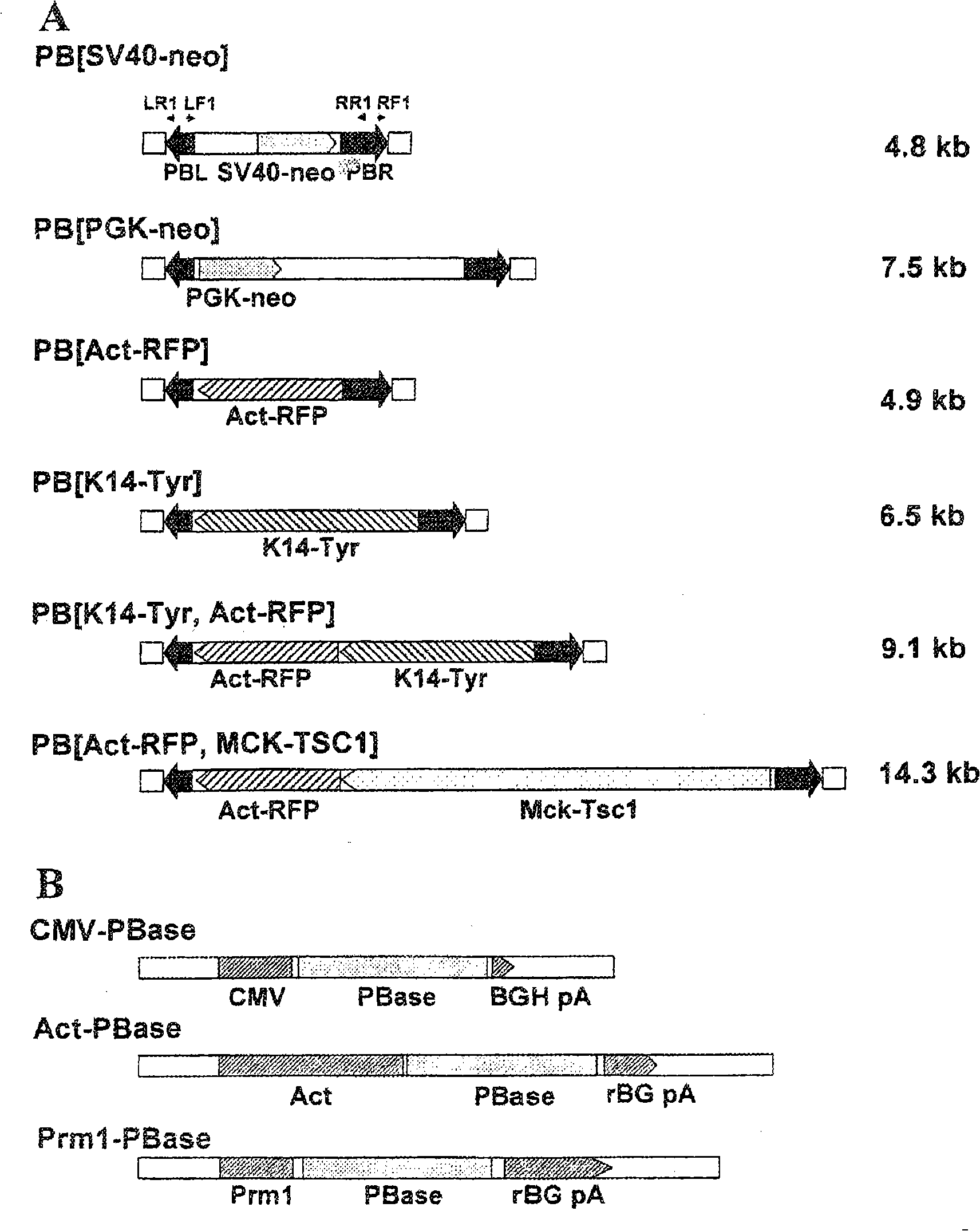 PiggyBac used as genetic operation and analysis tool of vertebrate