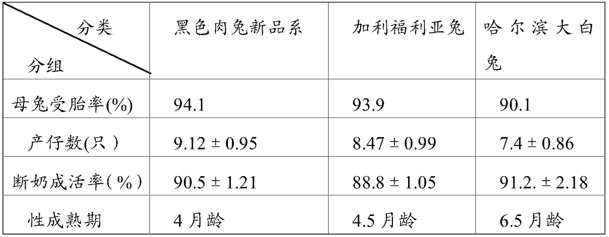 Black meat rabbit new strain culture method