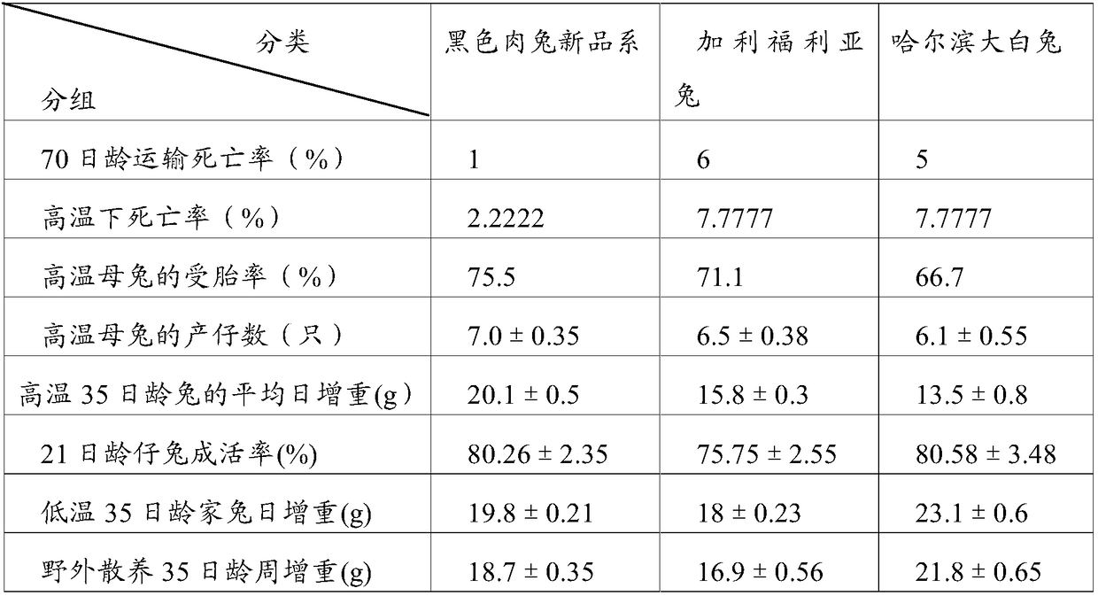 Black meat rabbit new strain culture method