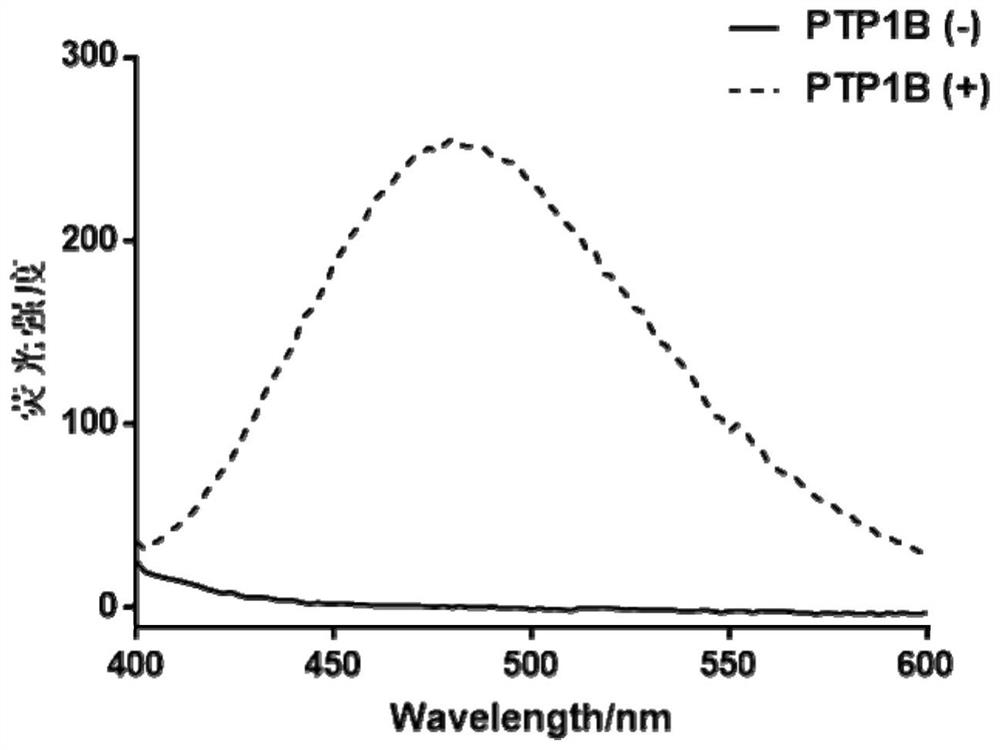 A kind of polypeptide for ptp1b detection and fluorescent probe comprising the polypeptide