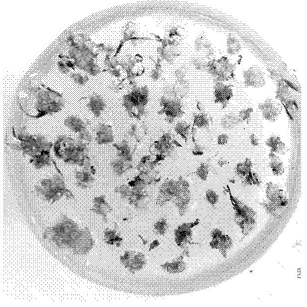 Rapid propagation method for Miscanthus floridulus