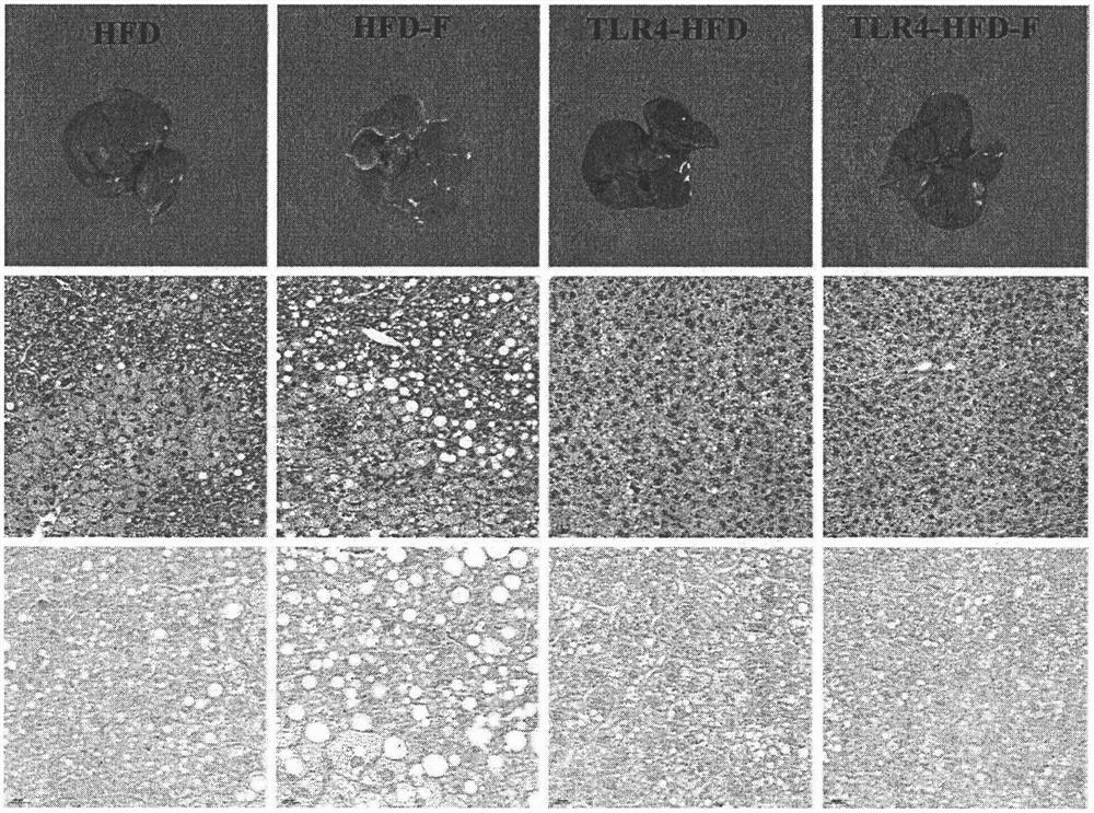 Method for inducing non-alcoholic fatty liver disease through fluorine intervention