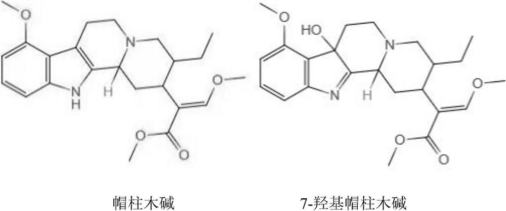 Kratom antigen as well as preparation method and application thereof