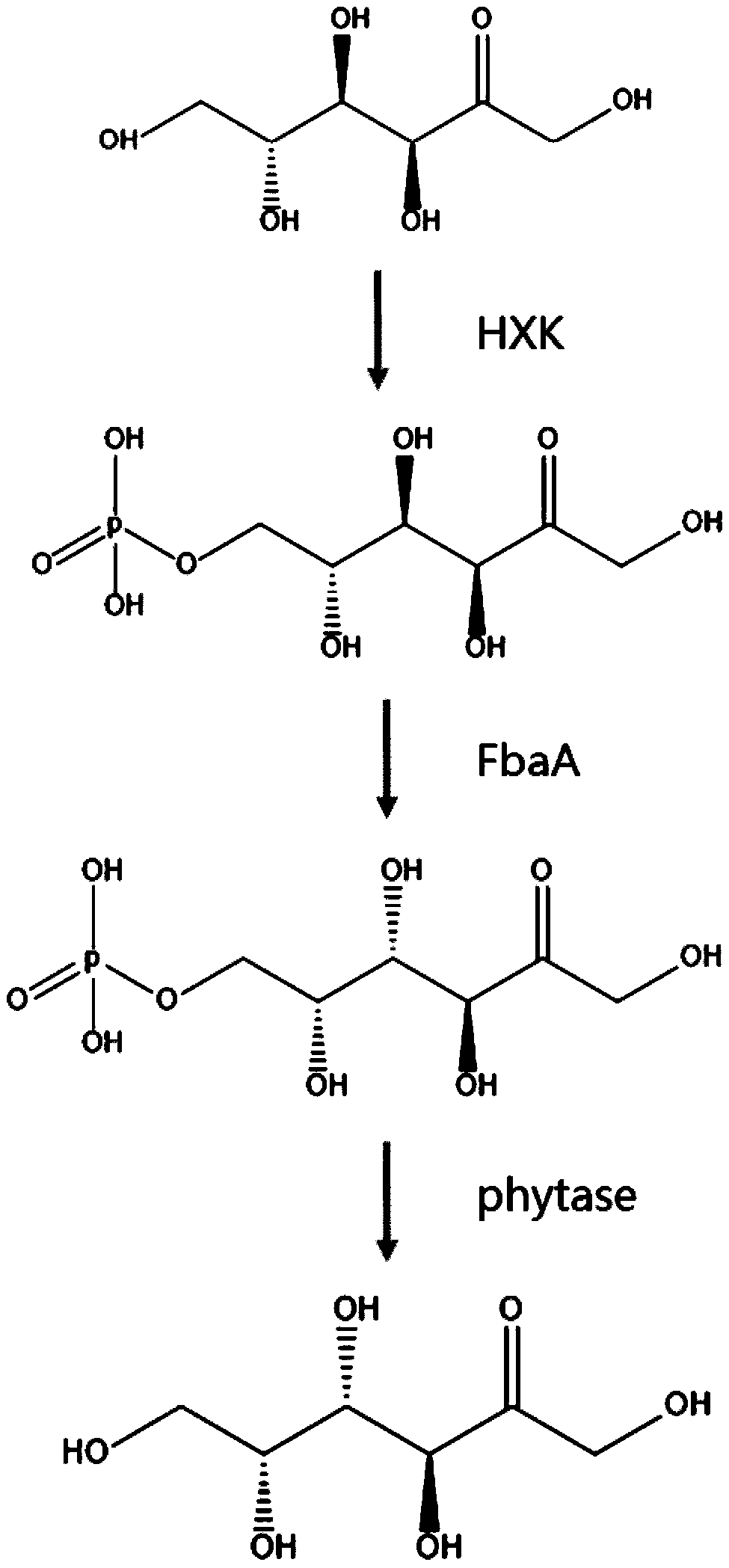 Method for synthesizing tagatose from cyanobacteria