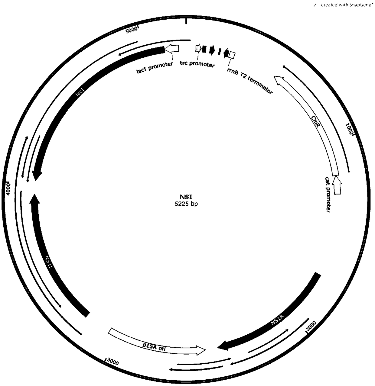 Method for synthesizing tagatose from cyanobacteria