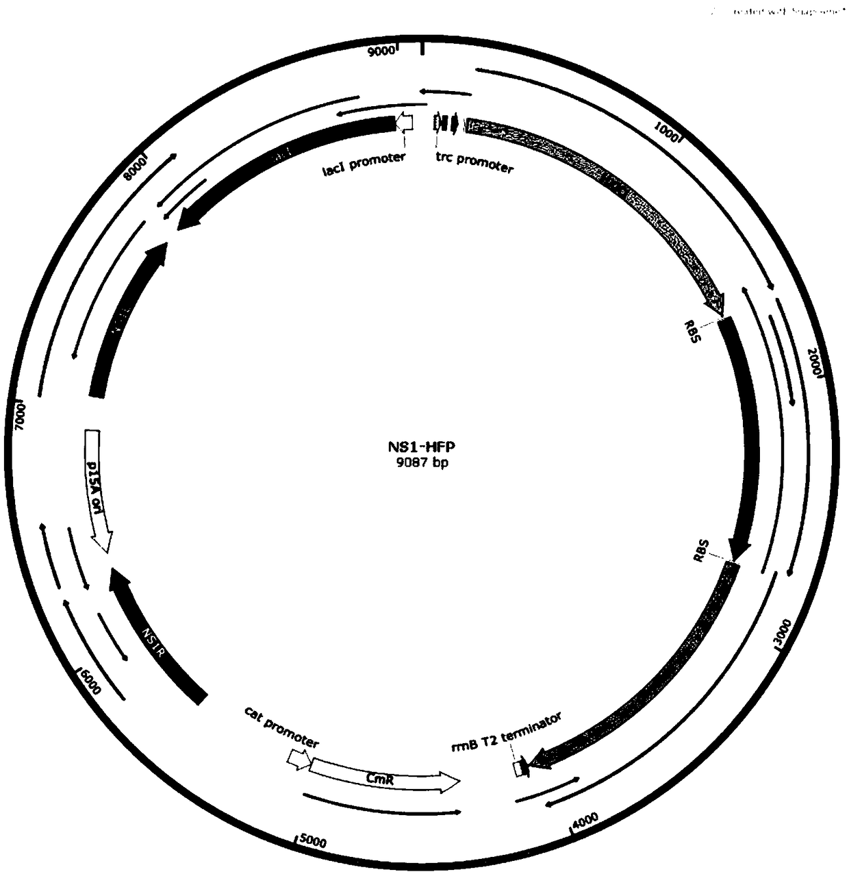 Method for synthesizing tagatose from cyanobacteria