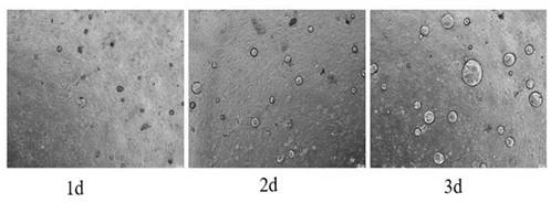 In vitro construction method of liver organs and applications