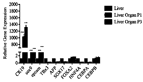 In vitro construction method of liver organs and applications