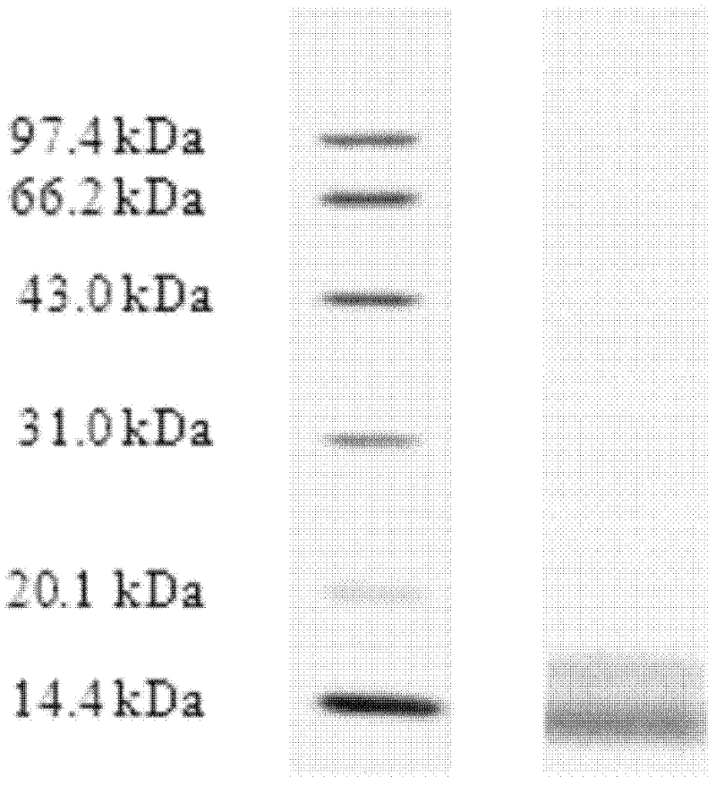 Rice prolamin bile acid adsorbent and preparation method thereof