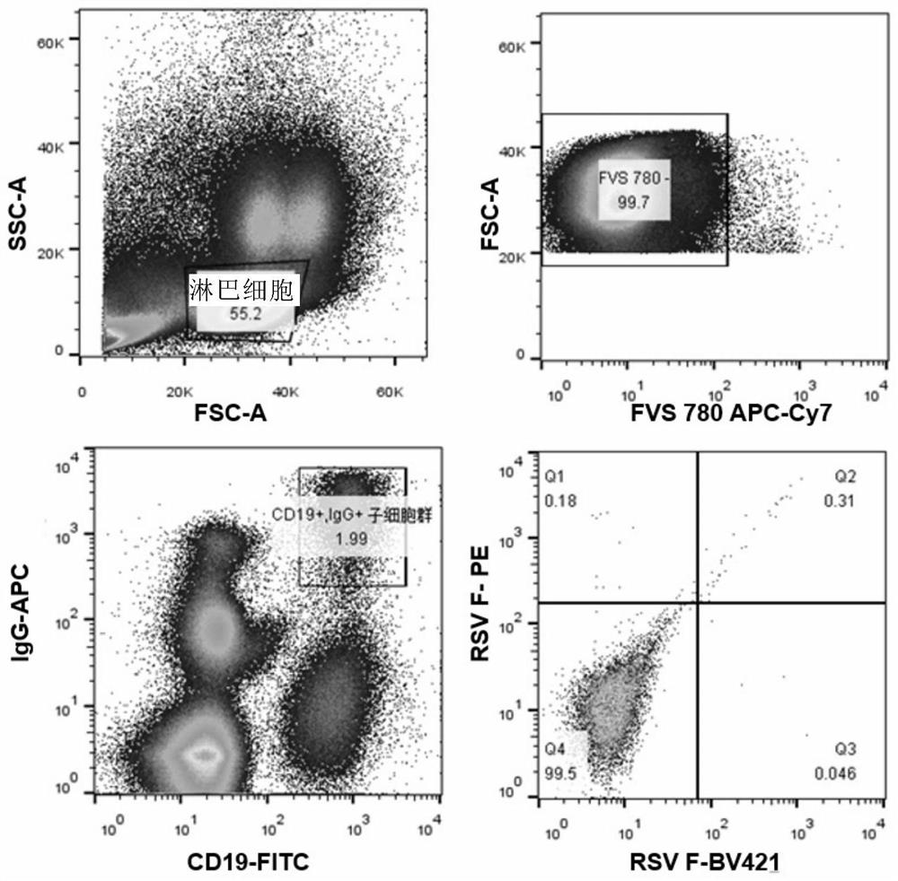 Anti-respiratory syncytial virus fully human broad-spectrum neutralizing antibody 4F1 and application thereof