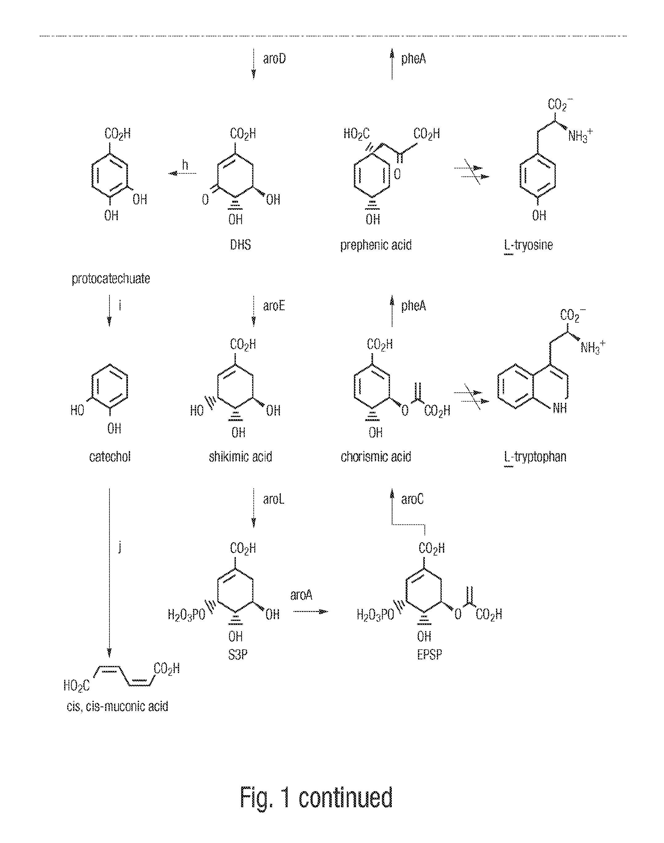 Methods for Producing Isomers of Muconic Acid and Muconate Salts