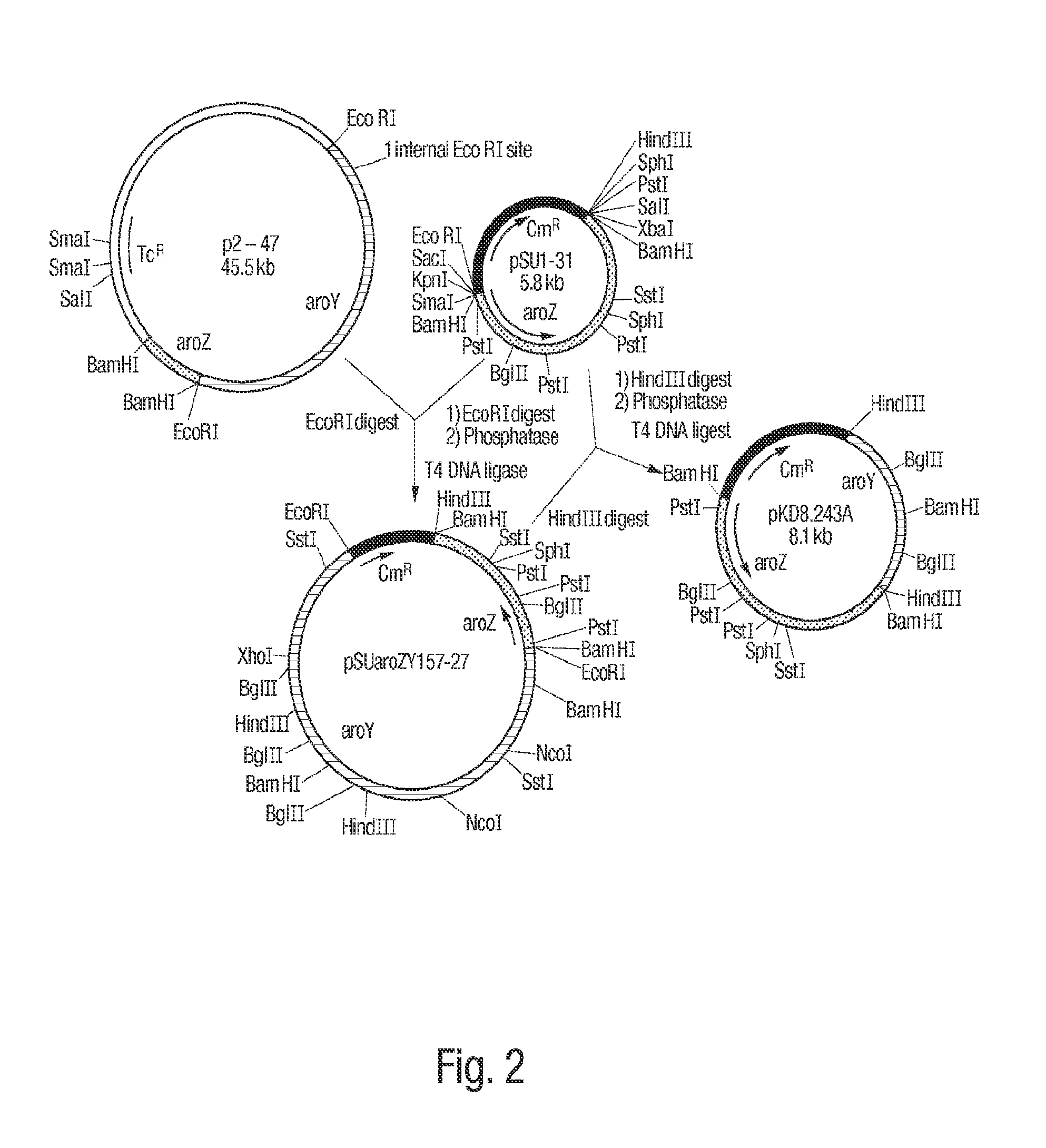 Methods for Producing Isomers of Muconic Acid and Muconate Salts