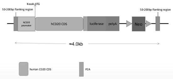 Method for constructing a mouse B-cell lymphoma A20-hCD20(Tg)-mCD20(KO)-Luciferase cell line capable of stably expressing luciferase and human CD20 and knocking out mouse CD20