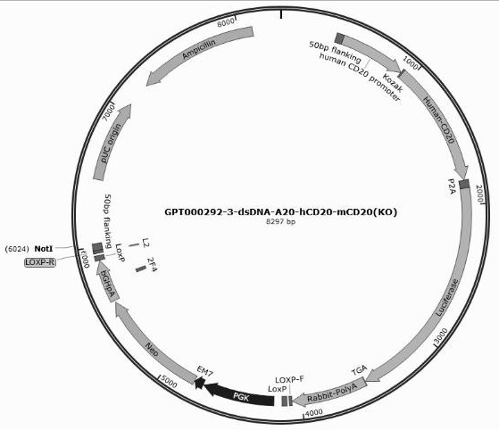 Method for constructing a mouse B-cell lymphoma A20-hCD20(Tg)-mCD20(KO)-Luciferase cell line capable of stably expressing luciferase and human CD20 and knocking out mouse CD20