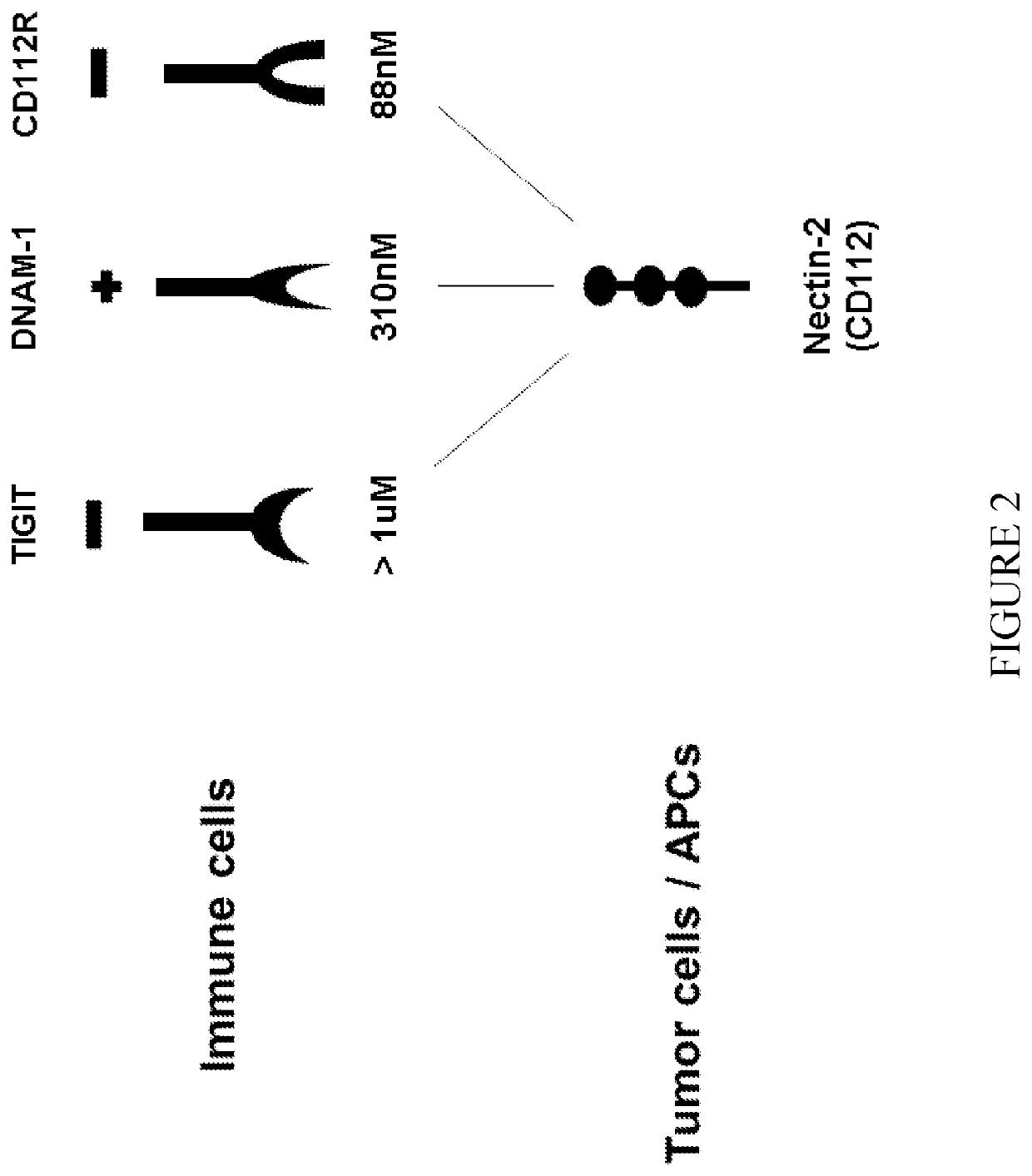 Antibodies specific to human nectin-2