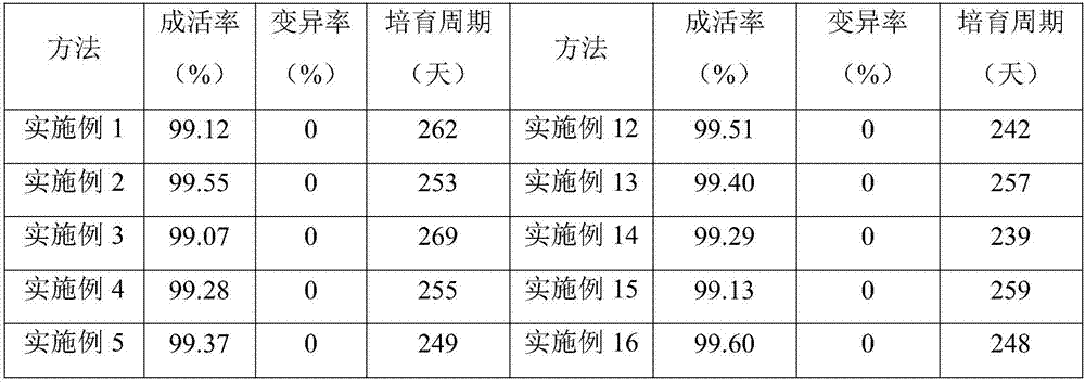 Seedling culture method of oncidium