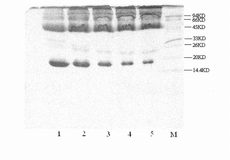 Preparation and application of recombinant consensus interferon mutant polyethylene glycol conjugate