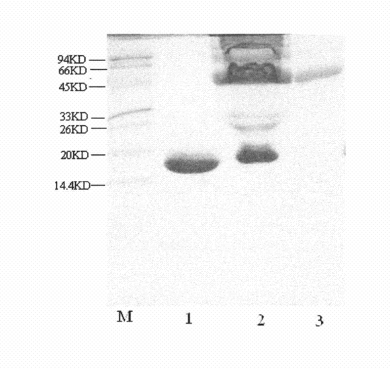 Preparation and application of recombinant consensus interferon mutant polyethylene glycol conjugate