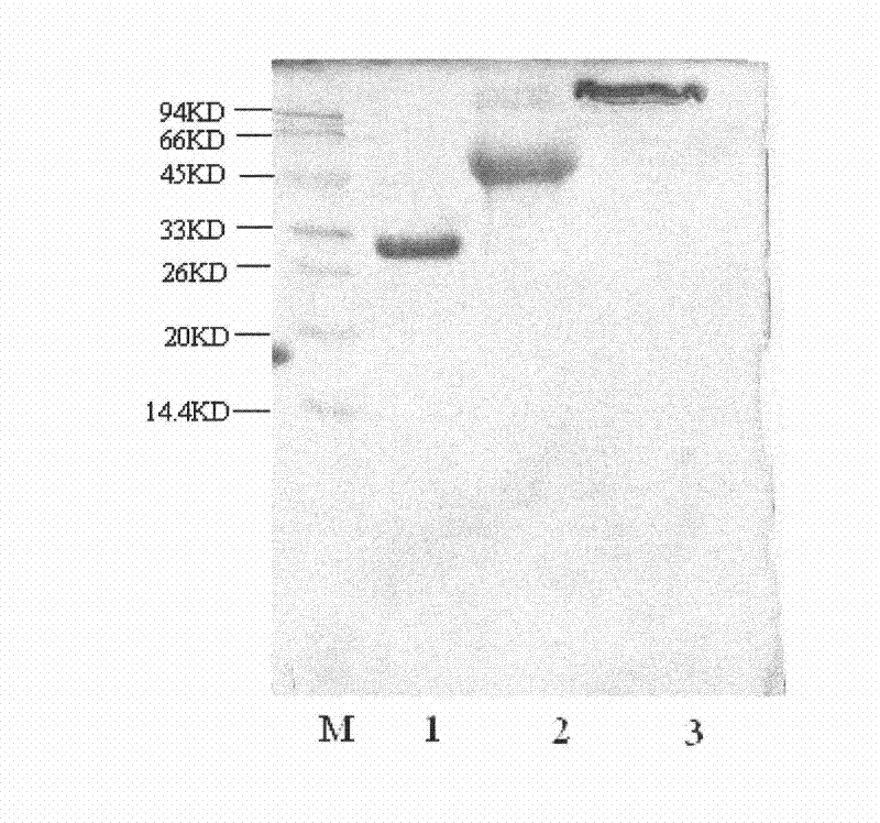 Preparation and application of recombinant consensus interferon mutant polyethylene glycol conjugate