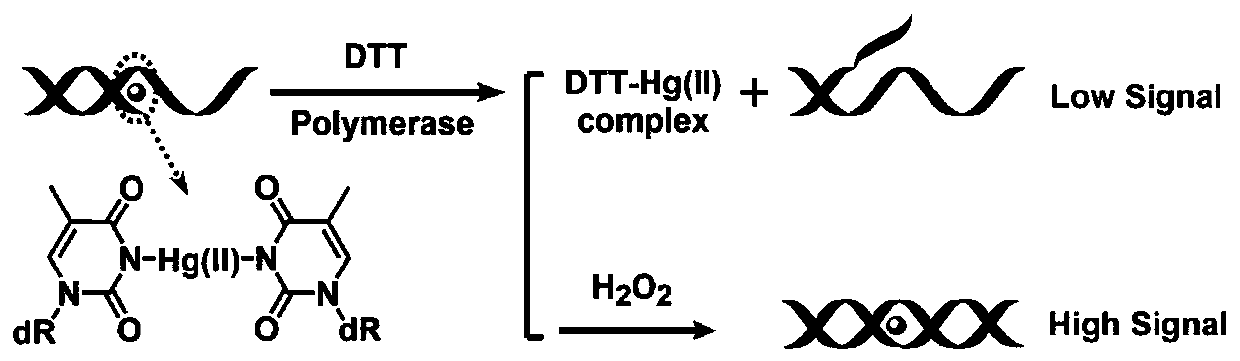 Method for eliminating dtt interference when hydrogen peroxide eliminates nucleic acid constant temperature amplification and detects mercury ions