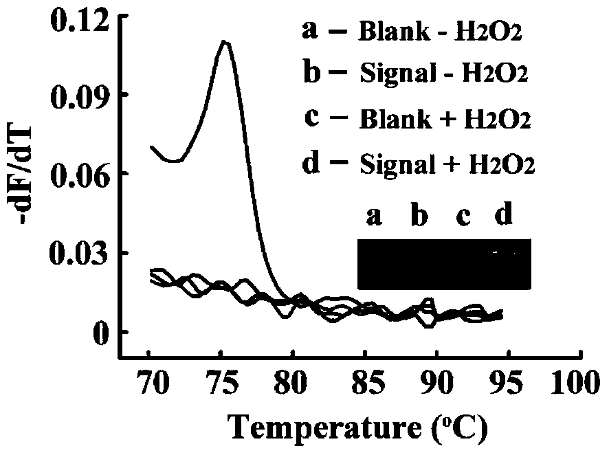 Method for eliminating dtt interference when hydrogen peroxide eliminates nucleic acid constant temperature amplification and detects mercury ions