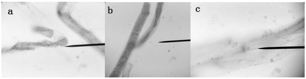 Fungus strain with high-efficiency expression of huperzine A and application thereof