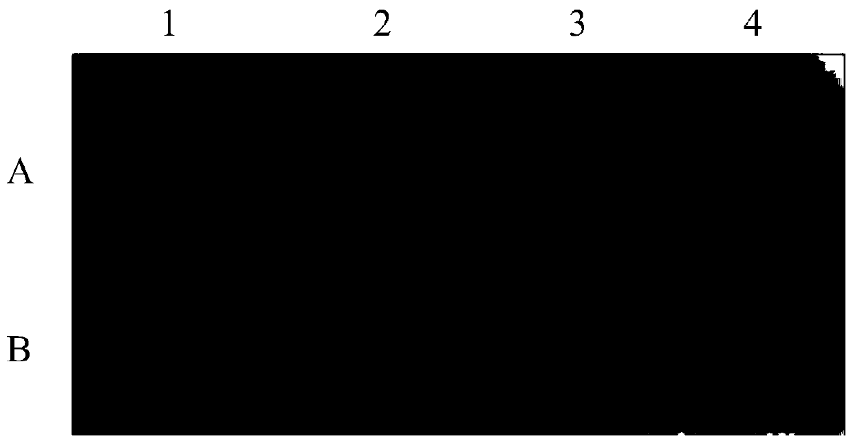 Application of mycobacterium tuberculosis protein