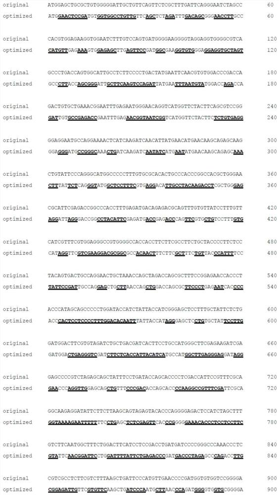 AGBL5 nucleotide sequence for encoding cytoplasm carboxypeptidase protein 5 and application of AGBL5 nucleotide sequence