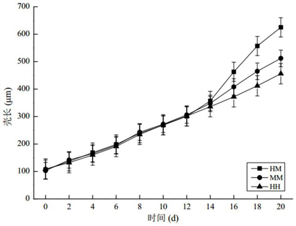 Hybrid seed production method of Chlamys grandis and Bay scallop