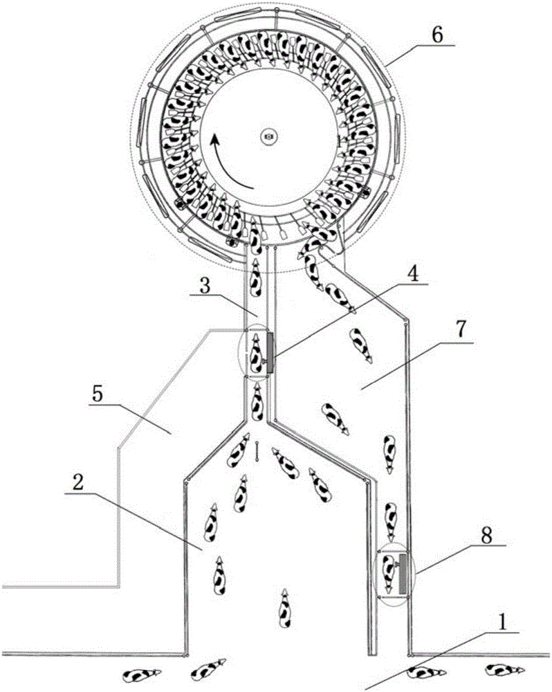 Automatic cleaning and disinfecting system and cleaning and disinfecting method for milk cows