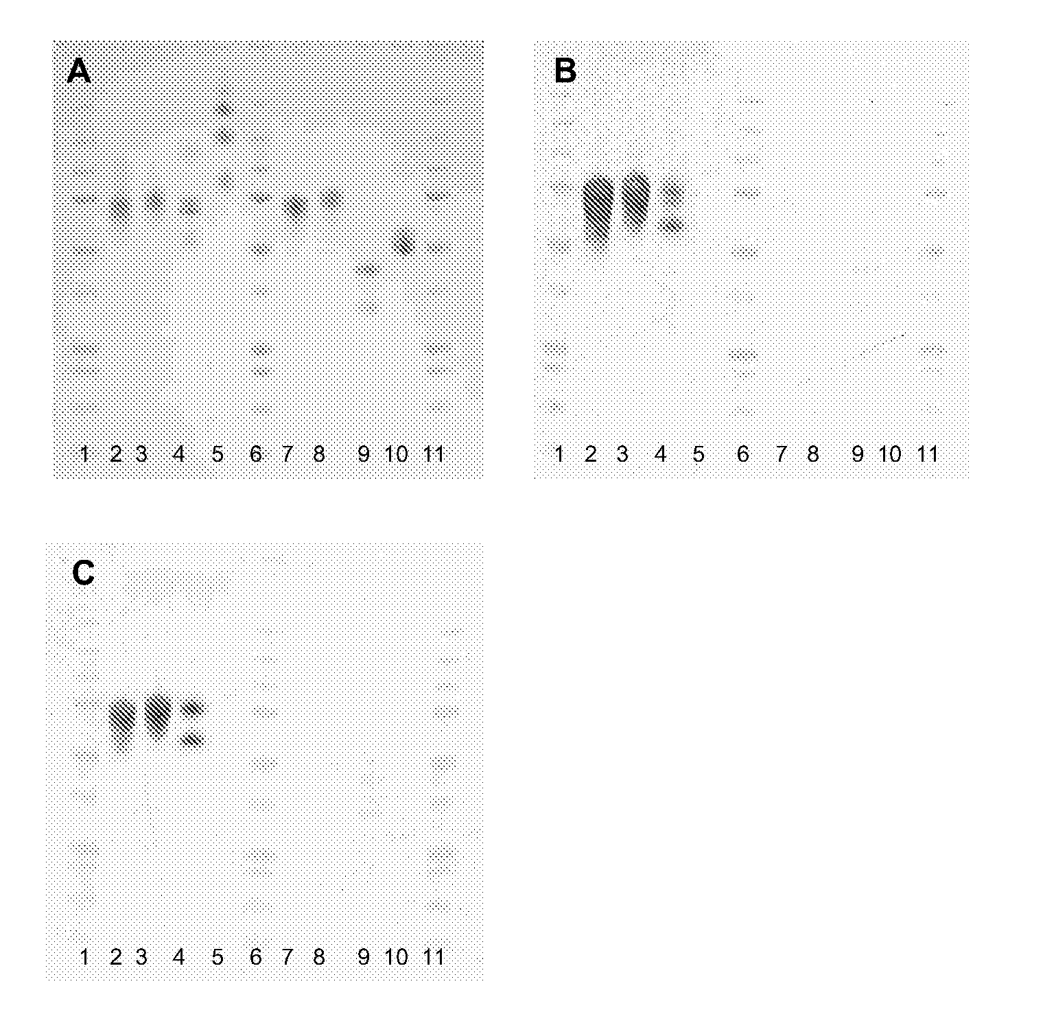 Anti-c4.4a antibodies and uses thereof