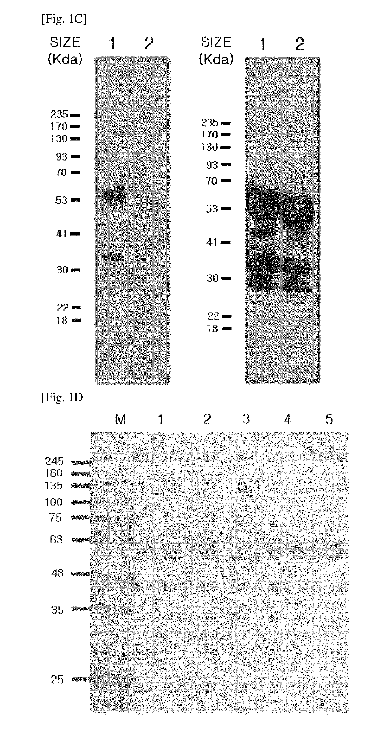 Modified DKK2 protein, nucleic acid encoding the same, preparation method thereof, and use thereof