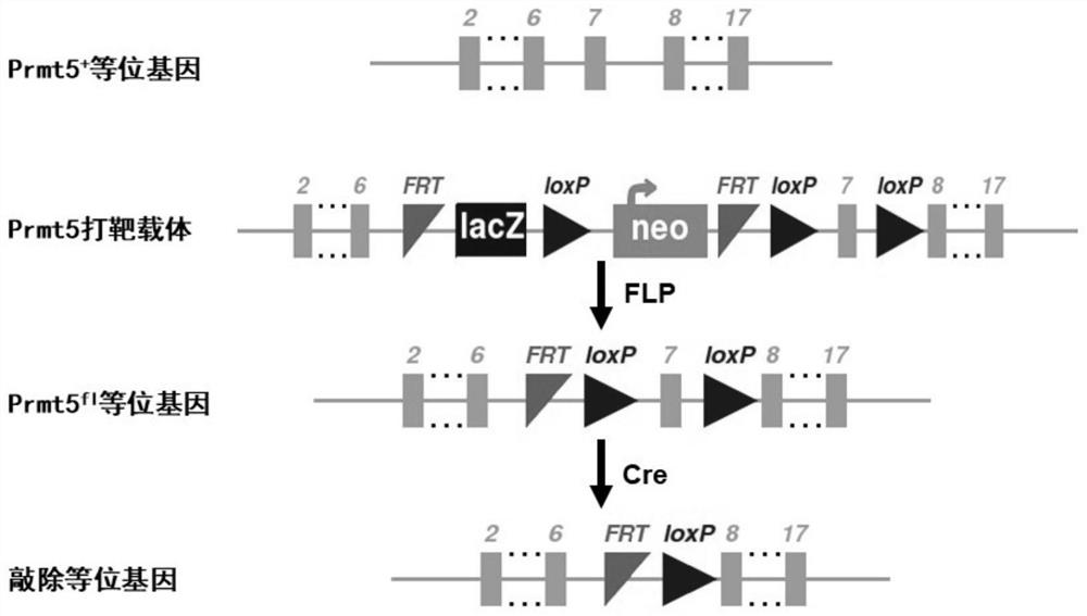 Construction method and application of dilated cardiomyopathy mouse model