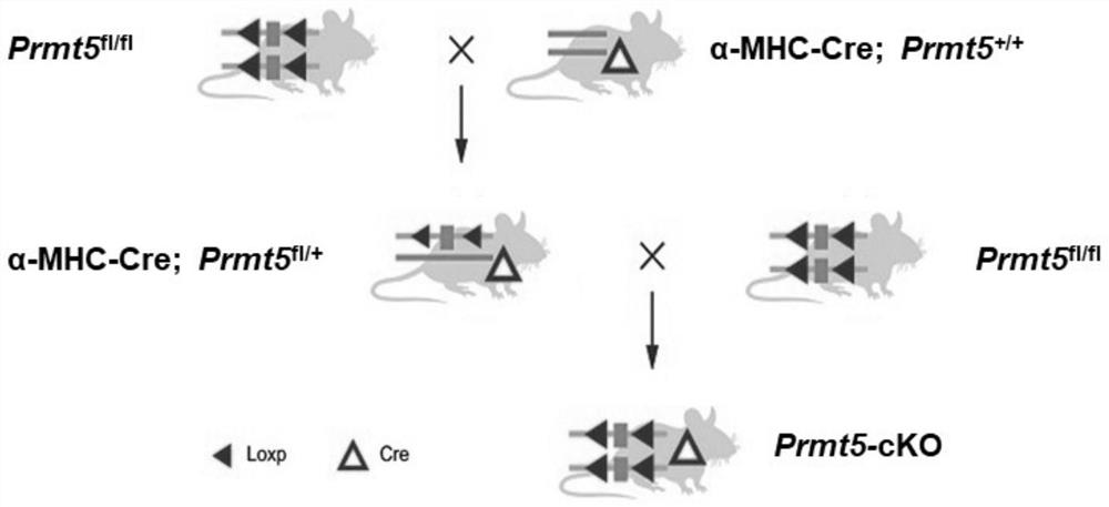 Construction method and application of dilated cardiomyopathy mouse model