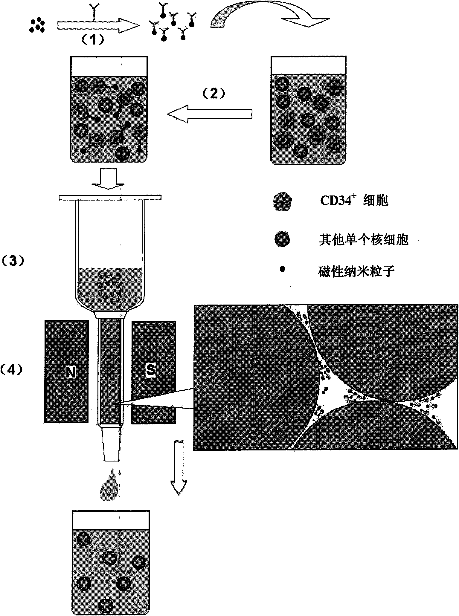 Magnetic separating column and its use in separating biological samples