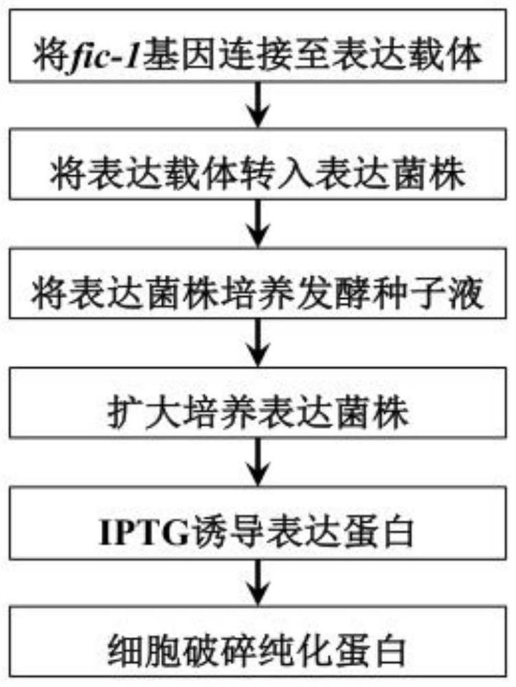 Adenosine monophosphate enzyme as well as preparation method and application thereof